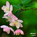 西安植物园-牡丹芍药园 - 西安市旅游 缩略图 6