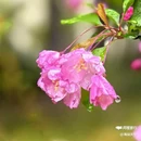 西安植物园-牡丹芍药园 - 西安市旅游 缩略图 7