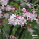 西安植物园-牡丹芍药园 - 西安市旅游 缩略图 9
