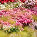 苏州天平山风景名胜区 - 苏州市旅游 缩略图 2