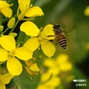 皇塘水乡 - 汉中市旅游 缩略图 8
