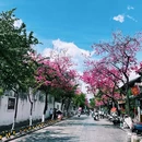 大理古城 - 大理白族自治州旅游 缩略图 3