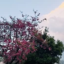 大理古城 - 大理白族自治州旅游 缩略图 6