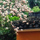 北寺塔 - 苏州市旅游 缩略图 4