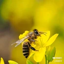 西安蓝田玉山油菜花观赏点 - 西安市旅游 缩略图 3