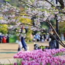 太子湾公园 - 杭州市旅游 缩略图 4