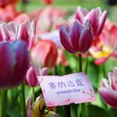 太子湾公园 - 杭州市旅游 缩略图 7