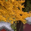 济南旅游 缩略图 7