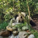 成都旅游 缩略图 7