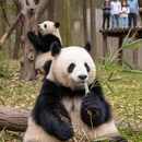 成都旅游 缩略图 2