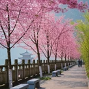 成都旅游 缩略图 6