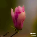 西安植物园-牡丹芍药园 - 西安市旅游 缩略图 5