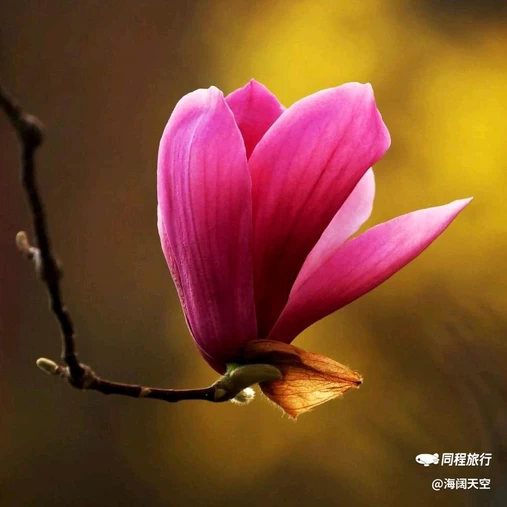 西安植物园-牡丹芍药园 - 西安市旅游