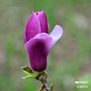 西安植物园-牡丹芍药园 - 西安市旅游 缩略图 3