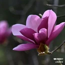 西安植物园-牡丹芍药园 - 西安市旅游 缩略图 6