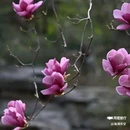 西安植物园-牡丹芍药园 - 西安市旅游 缩略图 4