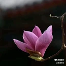 西安植物园-牡丹芍药园 - 西安市旅游 缩略图 2