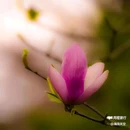 西安植物园-牡丹芍药园 - 西安市旅游 缩略图 9