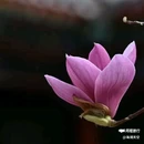 西安植物园-牡丹芍药园 - 西安市旅游 缩略图 8