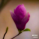 西安植物园-牡丹芍药园 - 西安市旅游 缩略图 7