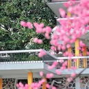 合肥环城公园 - 合肥市旅游 缩略图 5