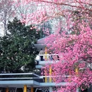 合肥环城公园 - 合肥市旅游 缩略图 1