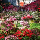 苏州天平山风景名胜区 - 苏州市旅游 缩略图 4