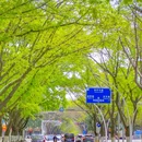 崇德路 - 泉州市旅游 缩略图 3