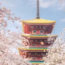 东湖樱花园 - 武汉市旅游 缩略图 3