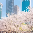 东湖樱花园 - 武汉市旅游 缩略图 1