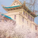 东湖樱花园 - 武汉市旅游 缩略图 5