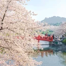 东湖樱花园 - 武汉市旅游 缩略图 2