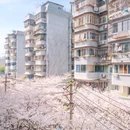 东湖樱花园 - 武汉市旅游 缩略图 4
