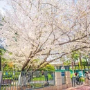 东湖樱花园 - 武汉市旅游 缩略图 6
