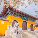东湖樱花园 - 武汉市旅游 缩略图 9