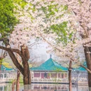 东湖樱花园 - 武汉市旅游 缩略图 7