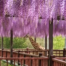 合肥旅游 缩略图 7