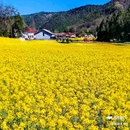 西安蓝田玉山油菜花观赏点 - 西安市旅游 缩略图 4