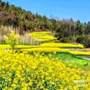 西安蓝田玉山油菜花观赏点 - 西安市旅游 缩略图 8