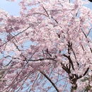 青龙寺 - 西安市旅游 缩略图 1
