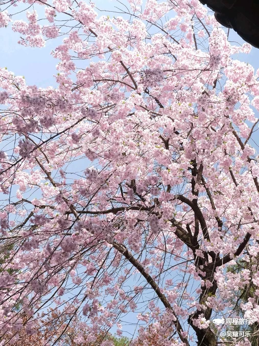 青龙寺 - 西安市旅游