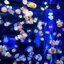 星程重庆杨家坪步行街万象城酒店 - 重庆市旅游 缩略图 3