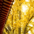 泰安溪美隐居酒店(泰山岱庙店) - 泰安市旅游 缩略图 5