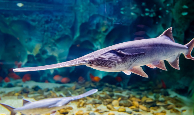 深圳小梅沙海洋世界