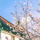 南京旅游 缩略图 2