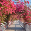 厦门旅游 缩略图 5
