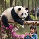 合肥旅游 缩略图 3