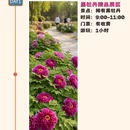 洛阳旅游 缩略图 3