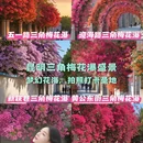 昆明旅游 缩略图 1