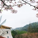 杭州旅游 缩略图 8